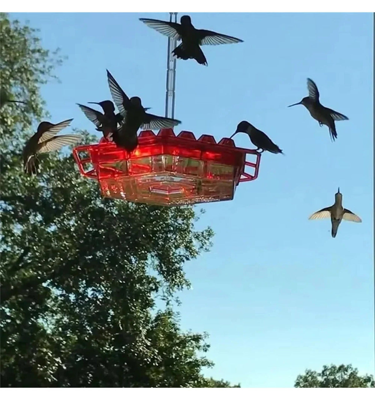 Hummingbird Feeder: Built-In Ant Moat, Hanging Perch