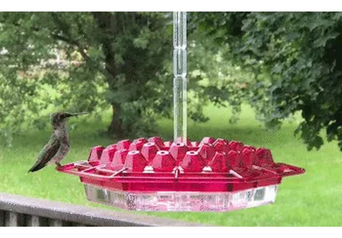 Hummingbird Feeder: Built-In Ant Moat, Hanging Perch